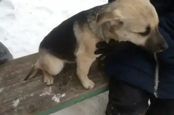 Найден щенок-девочка в Йошкар-Оле