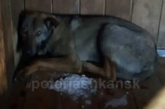Найдена собака в Новосибирске, ищем хозяев! Адреса и телефон Отлова