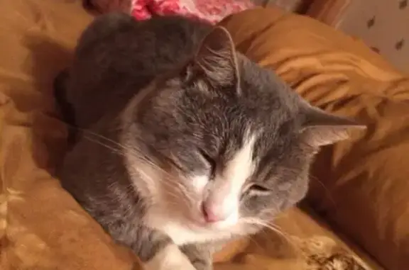 Потерянные животные Ярославль, фото: Пропал кот в поселке Сокол, улица Жуковского