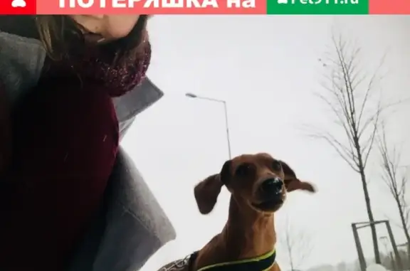 Пропала собака Тося в поселении Переделкино