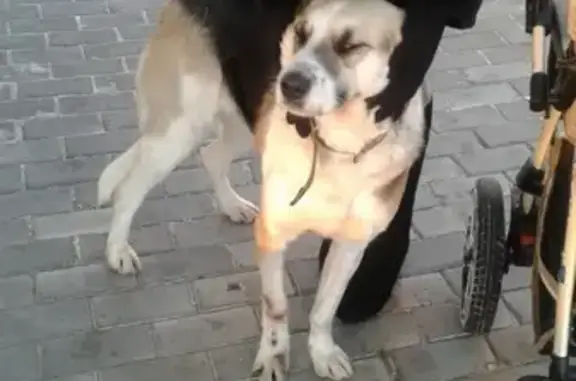 Срочно найдена собака на ул. Фадеева, Новосибирск