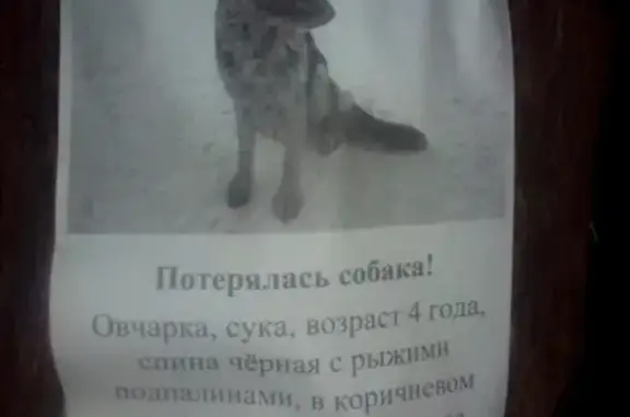 Собаки потеряшки, село Верхнемакарово, фото: Потеряшка овчарка в Верхнемакарово, Екатеринбург