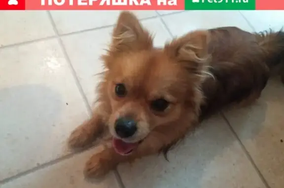 Собака найдена на улице Строителей.