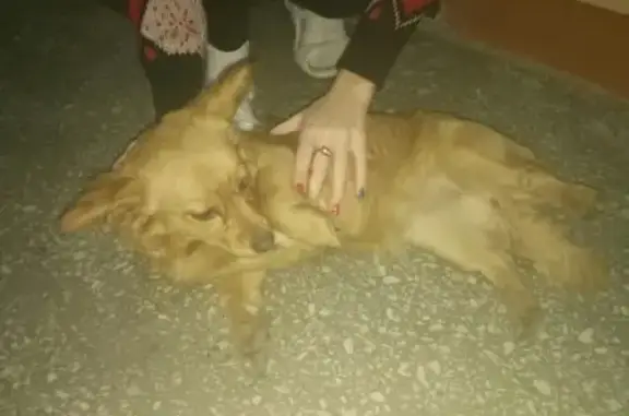 Найдена собака на ул. Советской 50 в Северодвинске