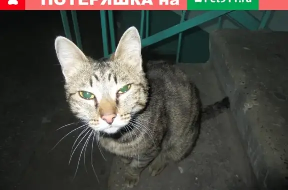Найдена кошка на Киевской улице