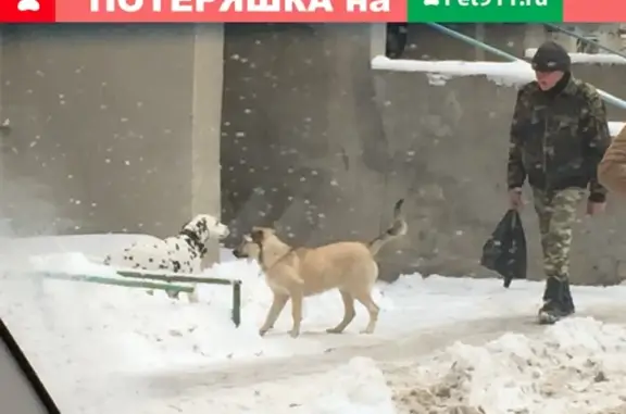 Найдена собака на Металлурге в Самаре