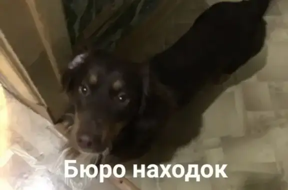 Пропала собака в Архангельске