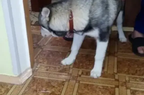 Найден щенок в Зеленогорске, метис хаски