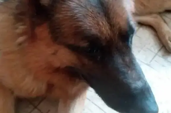 Найдена домашняя собака в Омске