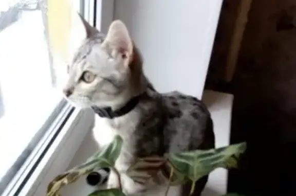 Найден котенок в Балаково, ошейник, тел для связи