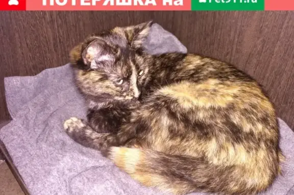 Найдена кошка в Чехове на улице Комсомольская