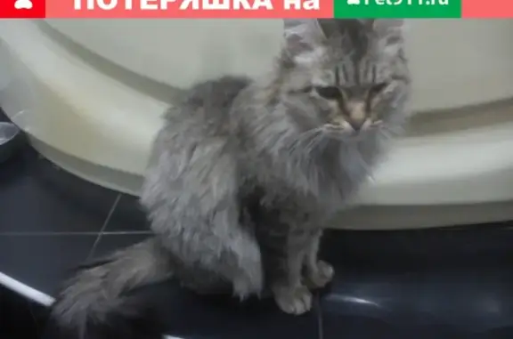 Найдена кошка на Кирова 65, ищут хозяев