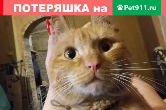 Кошки потеряшки, Кемерово, фото: Потеряшка кошка в п.Пионер, Рыжий окрас, ошейник.