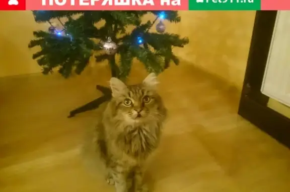 Найдена кошка в д. Кондратово, ул. Карла Маркса 8 