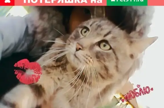 Пропала кошка Семён в поселке Мазуль, Красноярский край