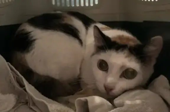 Найдена домашняя кошка в Томске