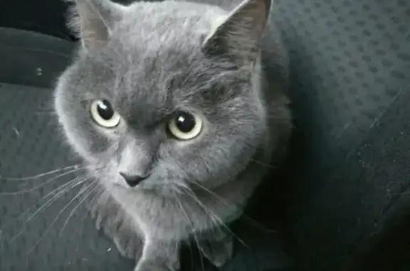 Найдена кошка с катетером в Набережных Челнах