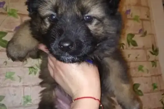 Пропал щенок в Кудымкаре, ищем помощь