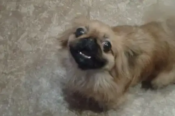 Пропала собака Соня в Спасск-Дальнем, Приморский край