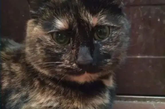 Найдена кошка Шанель в Москве