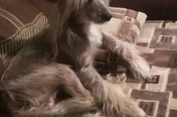 Собаки потеряшки, Колтубановский, фото: Потеряшка китайская хохлатая собака в поселке Колтубановский, Оренбургская область