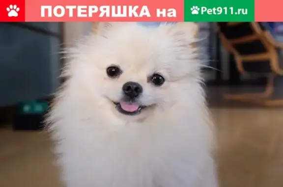 Пропала собака в Екатеринбурге на ул. Чкалова, 245
