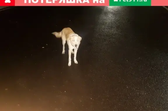 Найдена собака на азс Росснефти в хуторе Коржевском, Краснодарский край