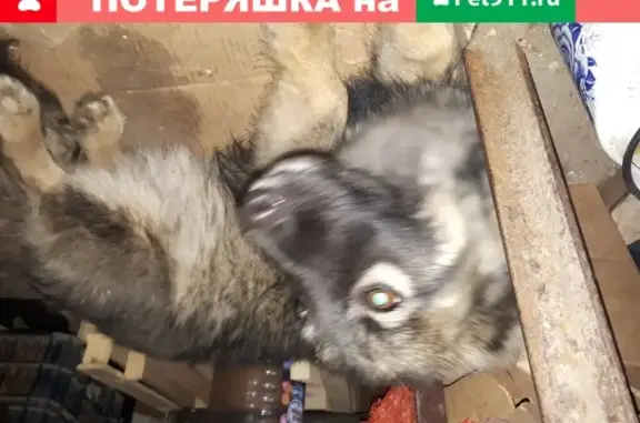 Найдена собака на рынке Лагуна, Брест