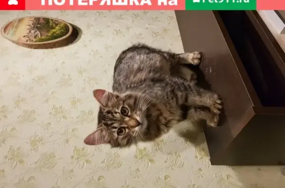 Найден пушистый котик в зеленом ошейнике в Красногорске