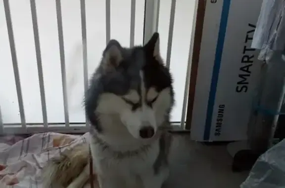 Найдена собака в Новых Ватутинках без ошейника