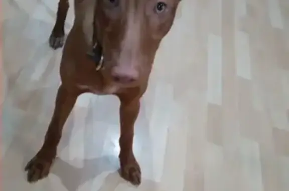 Собаки потеряшки, Нижний Новгород, фото: Потеряшка щенок Ричи в Советском районе, Нижний Новгород