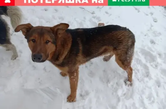 Найдены 2 собаки в Южнопортовом районе Москвы