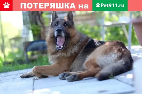 Пропала собака в Пушкинском районе, есть чип