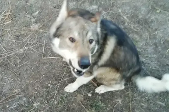 Пропала собака в деревне Кардагушево, Башкортостан