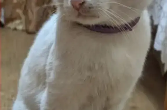 Кошки потеряшки, Орёл, фото: Потеряшка белый кот в Орле, вознаграждение!