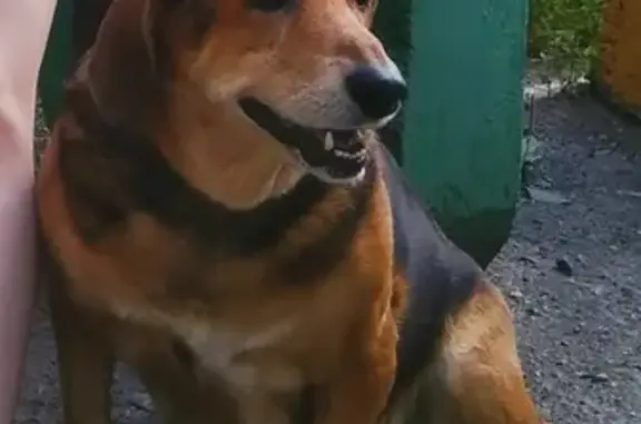 Пропала собака Марго в Казани, Ново-Савиновский район.