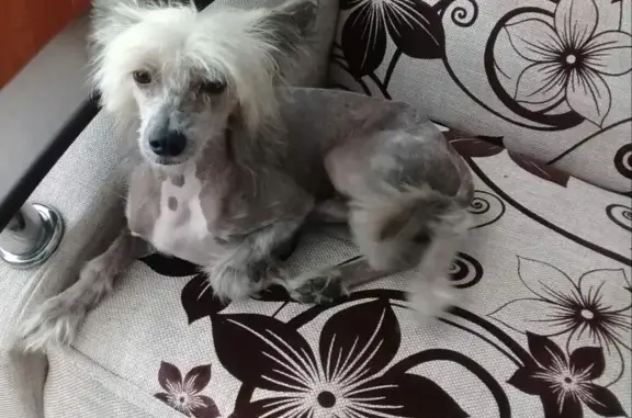 Собаки потеряшки, поселок сельского типа Колтубановский, фото: Потеряшка китайская хохлатая собака в поселке Колтубановский на улице Комсомольской