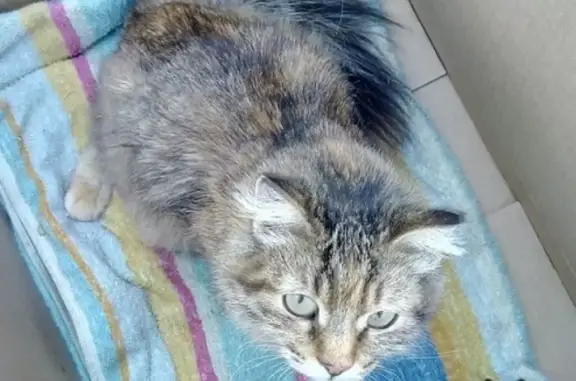 Найдена кошка в районе КТК по Тельмана, ищут хозяев или передержку