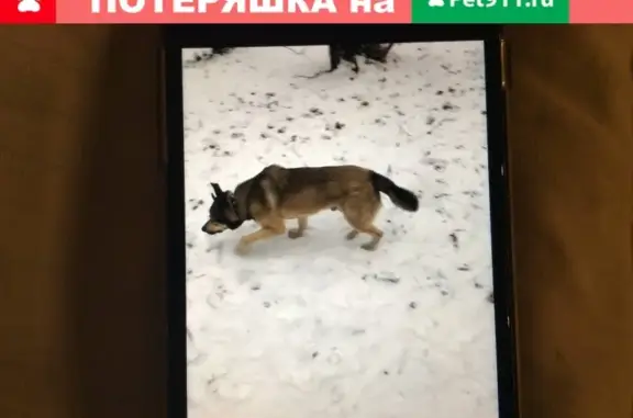 Собака на Варшавской ищет хозяина
