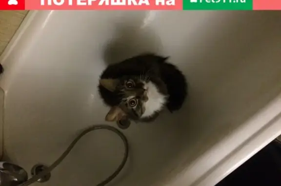 Найдена кошка в СПб, ищем хозяев или отдадим в добрые руки