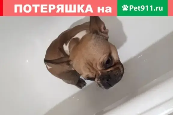 Собака найдена на ул. Чапаева, Аксай, Ростовская обл.