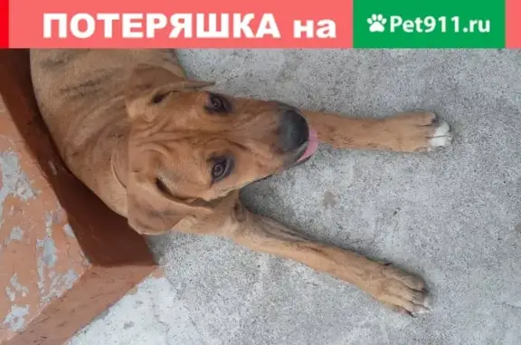 Пропала собака возле моста во Владикавказе