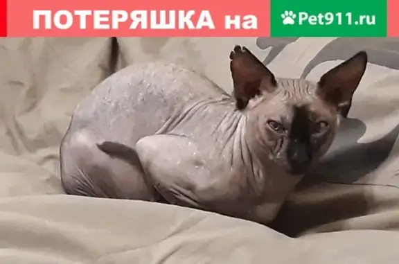 Кошка найдена в Симферополе на улице Республика Крым