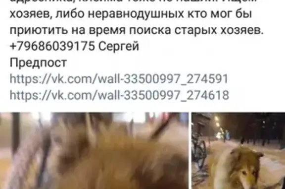 Найдена собака Колли на ул. Лётчика Бабушкина, Москва