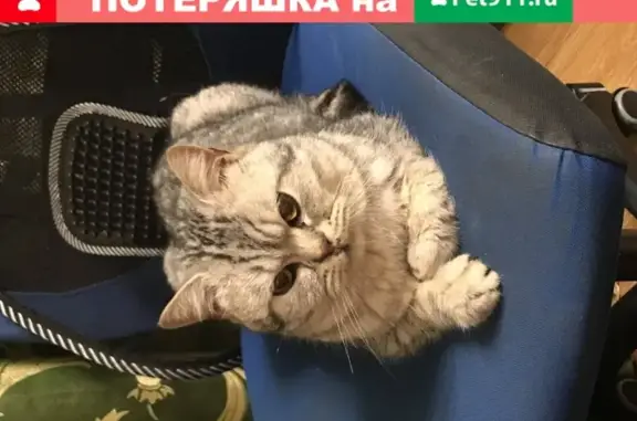 Потерян крупный серый кот, ул. Правды/Халезова, Казань.
