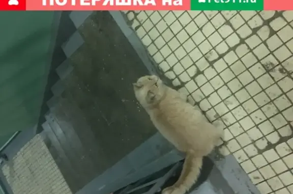 Потеряна домашняя рыжая кошка в Москве, Сумской проезд
