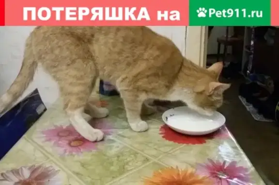Кошки потеряшки, Санкт-Петербург, фото: Потеряшка рыже-белая кошка на ул. Симонова, СПб