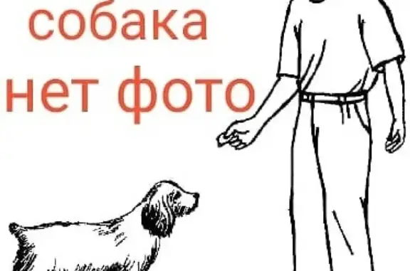 Пропала бело-черная собака во Владивостоке