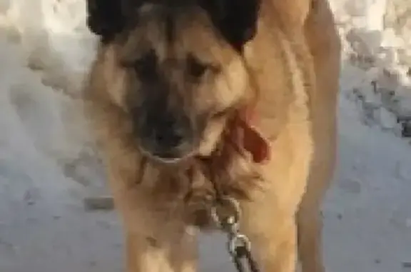 Пропала собака Шарик в Бабаево, Вологодская область