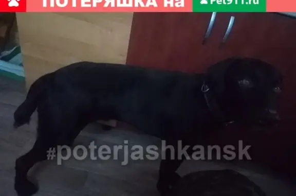 Найдена собака в Первомайском районе
